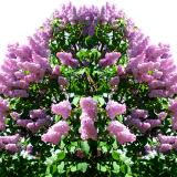 bvVKn
