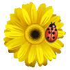 bvod7.gif
