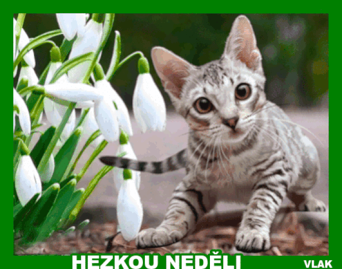 bvoln.gif
