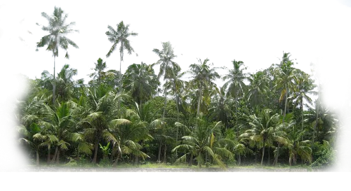 palms3